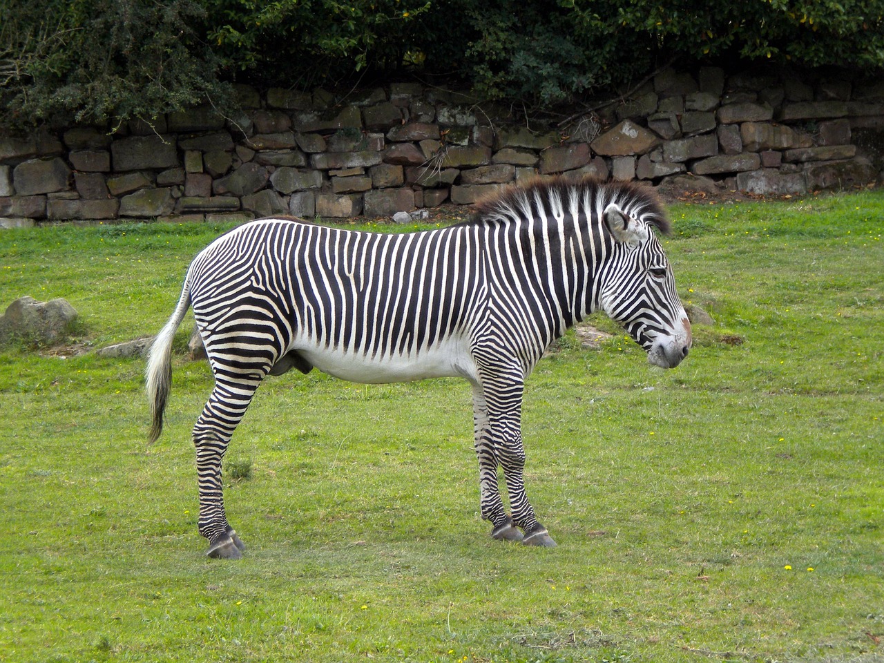 Zebra, Laukiniai, Juostelės, Valgymas, Gyvūnas, Žinduolis, Zebras, Afrika, Ganymas, Zoologijos Sodas