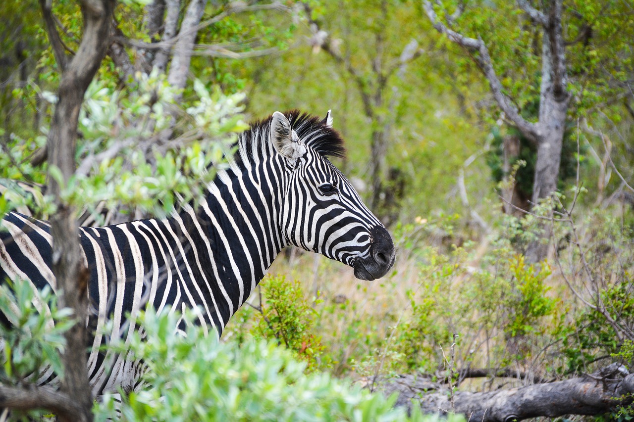 Zebra, Afrika, Laukinis Gyvūnas, Nacionalinis Parkas, Safari, Savana, Gyvūnas, Zebra Juostelės, Laukinė Gamta, Pietų Afrika