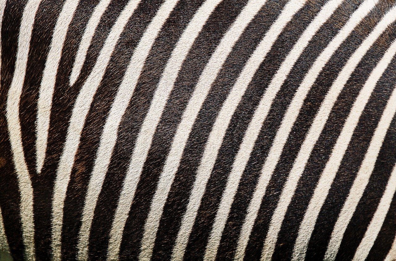 Zebra, Zebra Modelis, Zebras Kailis, Juostelės, Kailis, Gyvūnų Spausdinimas, Fonas, Juoda Ir Balta, Sw, Nemokamos Nuotraukos