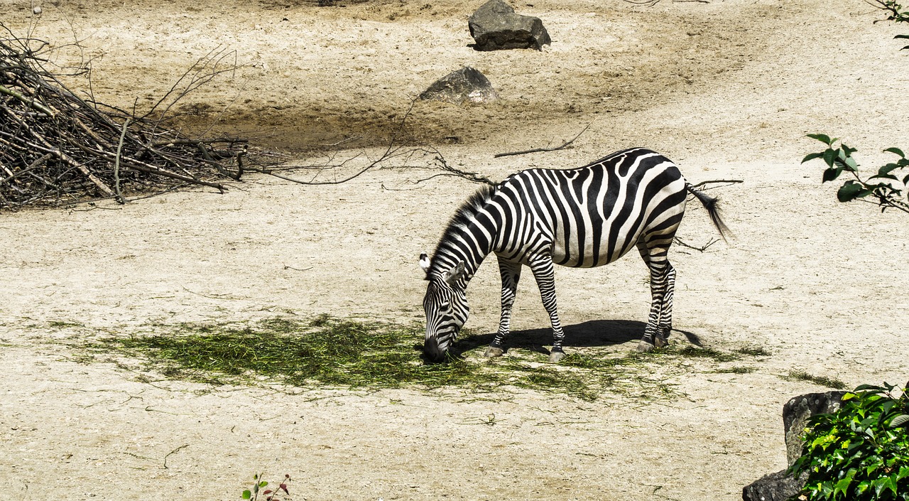 Zebra, Zoologijos Sodas, Gyvūnas, Pėsčiųjų Perėja, Juoda Ir Balta, Gamta, Dryžuotas, Zebra Juostelės, Nemokamos Nuotraukos,  Nemokama Licenzija