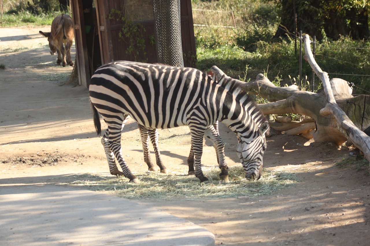 Zebra, Everland Zoologijos Sodas, Nemokamos Nuotraukos,  Nemokama Licenzija