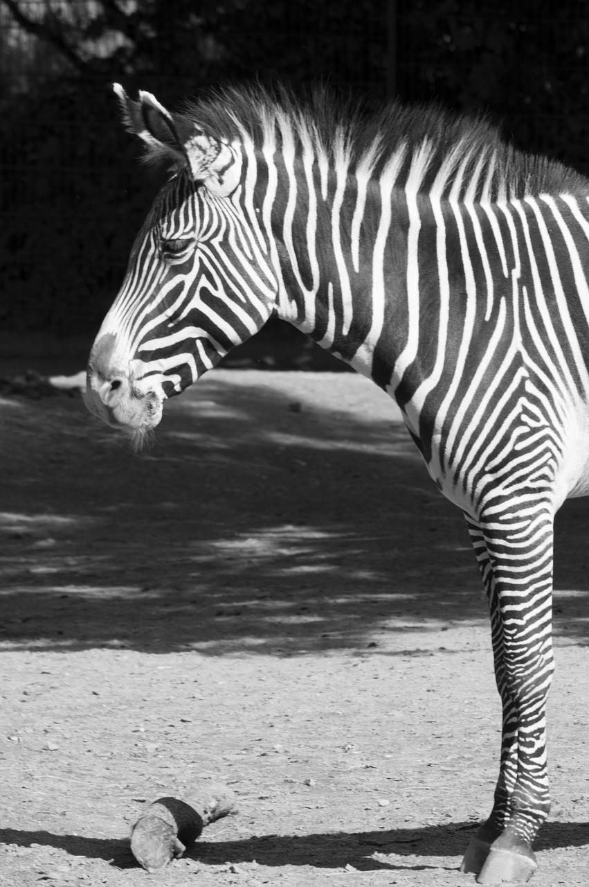 Zebra, Juoda, Balta, Juoda Ir Balta, Zoologijos Sodas, Zebra Juostelės, Dryžuotas, Dekoratyvinis, Puslapis, Modelis