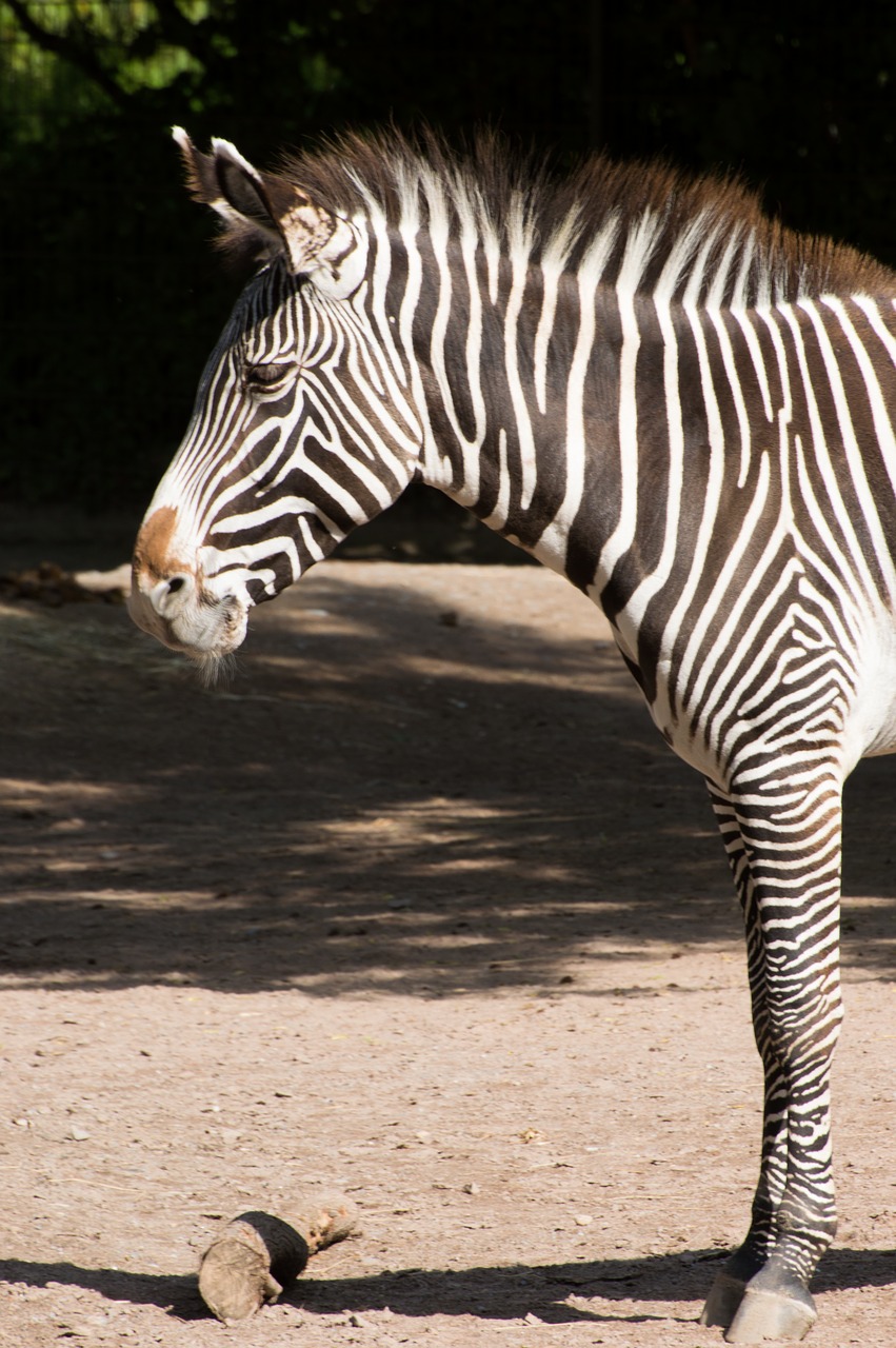 Zebra, Juoda, Balta, Zoologijos Sodas, Zebra Juostelės, Dryžuotas, Dekoratyvinis, Puslapis, Modelis, Nemokamos Nuotraukos