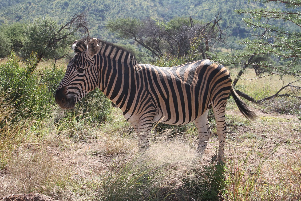 Zebra, Pilanesbergas, Safari, Gyvūnas, Lauke, Krūmas, Afrika, Pietų Afrika, Laukiniai, Gamta