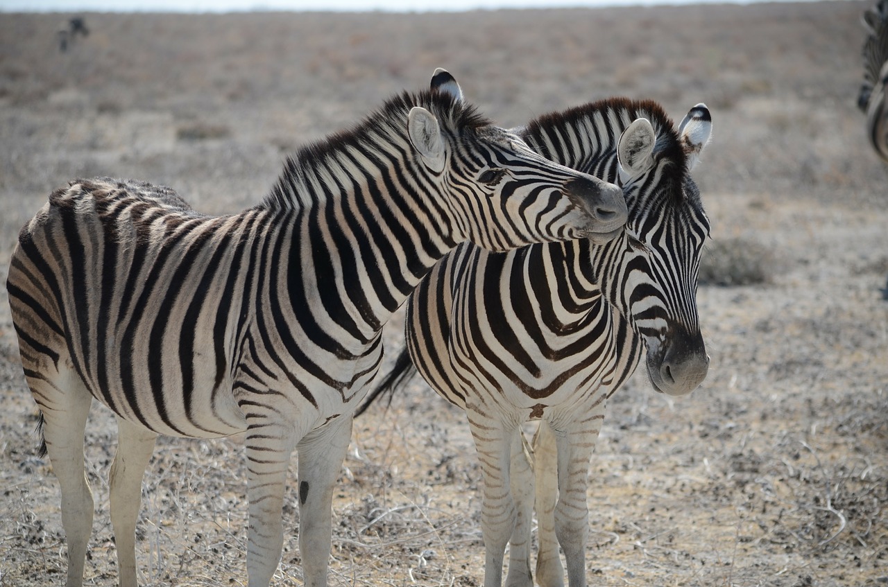 Zebra, Namibija, Juodos Ir Baltos Juostelės, Safari, Gyvūnas, Gyvūnų Pasaulis, Laukinė Gamta, Afrika, Vasara, Karštas
