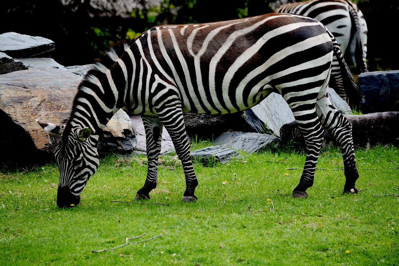 Zebra, Zoologijos Sodas, Gyvūnas, Afrikiečių Gyvūnai, Gamta, Juostelės, Savana, Laukiniai Gyvūnai, Afrika, Lauke