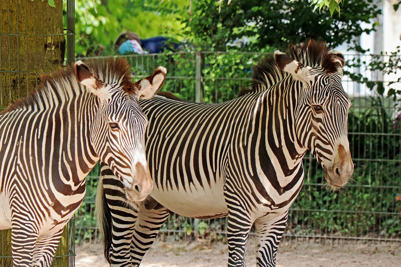 Zebra, Zoologijos Sodas, Gyvūnas, Afrika, Juoda Ir Balta, Pėsčiųjų Perėja, Dryžuotas, Nemokamos Nuotraukos,  Nemokama Licenzija