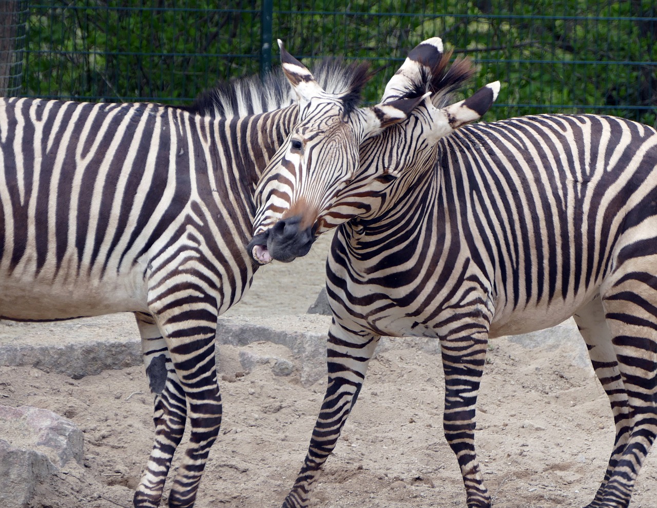 Zebra, Gyvūnas, Zoologijos Sodas, Pėsčiųjų Perėja, Laukinis Gyvūnas, Nemokamos Nuotraukos,  Nemokama Licenzija