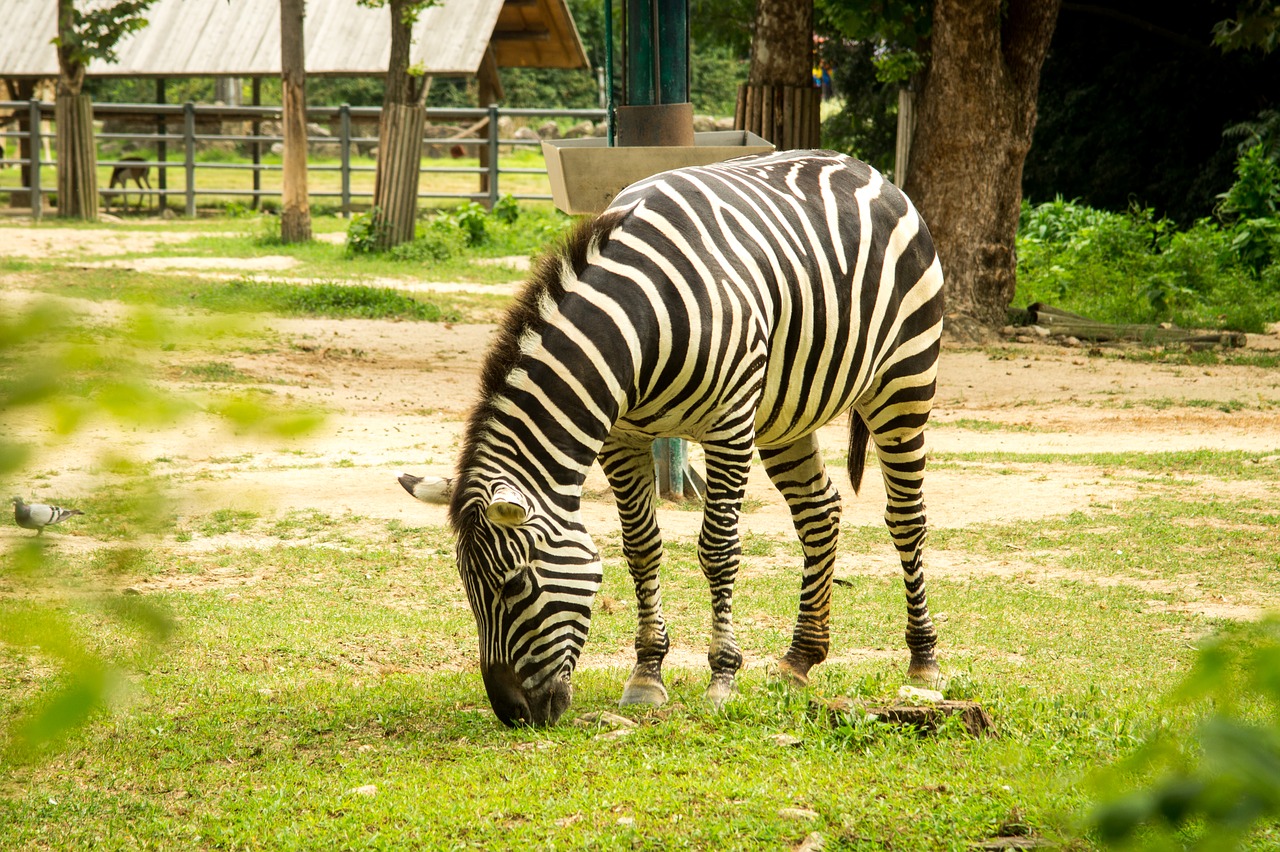 Zebra, Gyvūnas, Nemokamos Nuotraukos,  Nemokama Licenzija