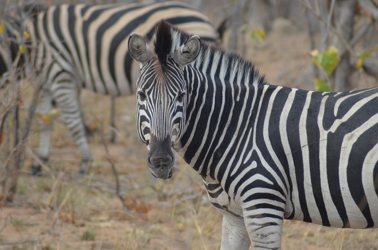 Zebra, Afrika, Safari, Nacionalinis Parkas, Laukinis Gyvūnas, Juostelės, Gyvūnas, Juoda Ir Balta, Zebra Juostelės, Pėsčiųjų Perėja