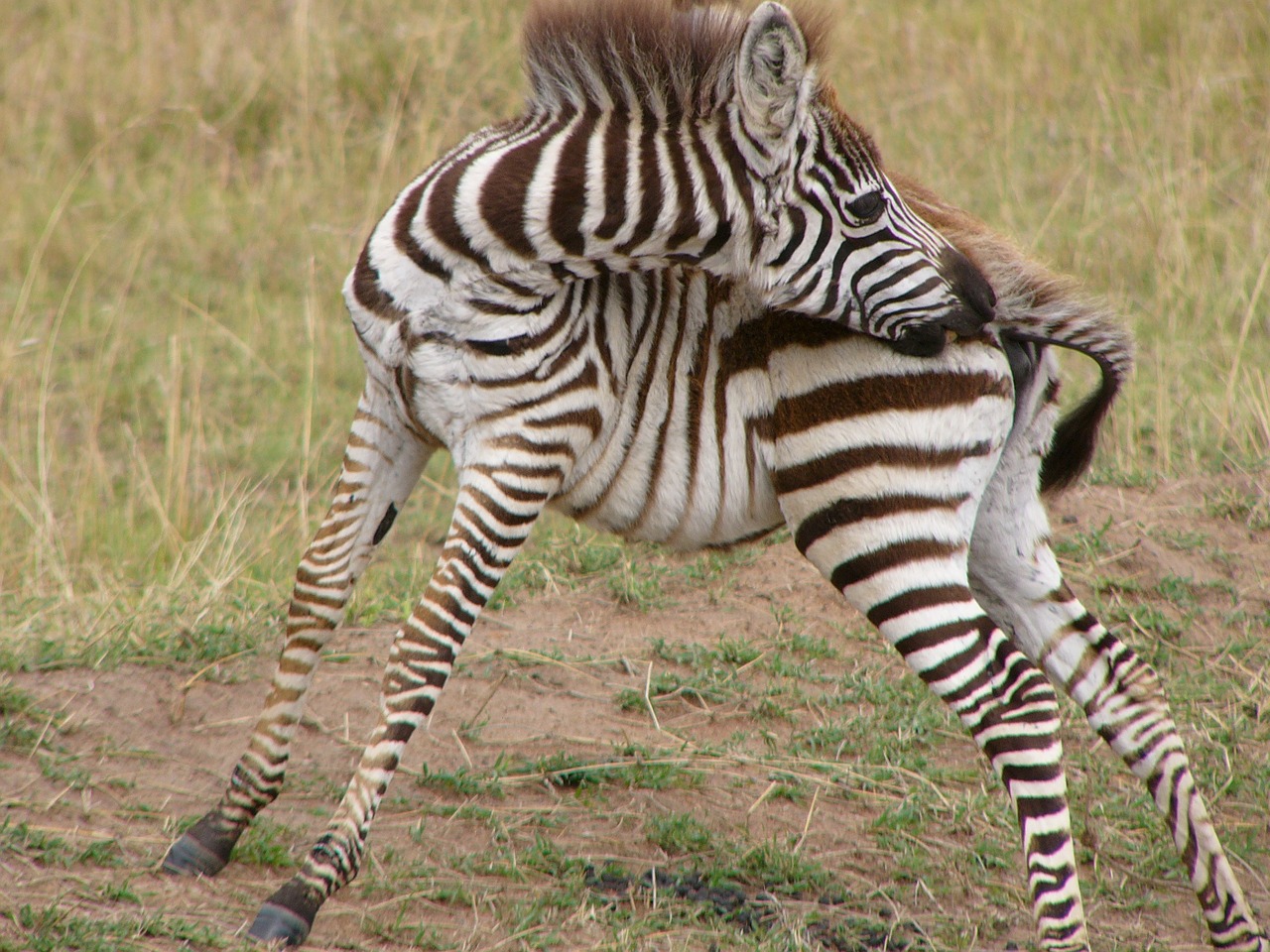 Zebra, Kūdikis, Juostelės, Gyvūnas, Laukinė Gamta, Laukiniai, Zoologija, Žinduolis, Rūšis, Dykuma