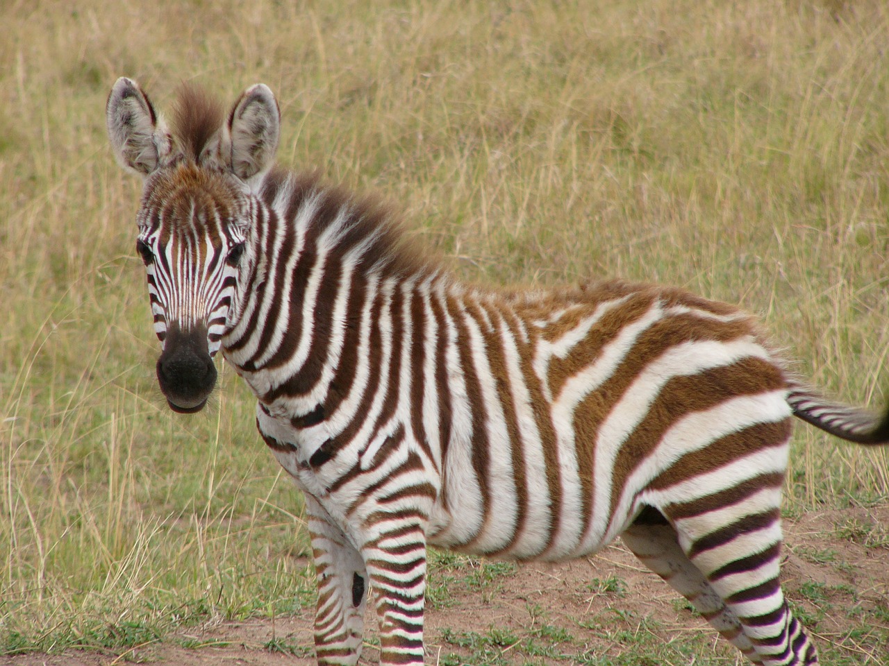 Zebra, Juostelės, Gyvūnas, Zebras, Afrika, Dryžuotas, Safari, Nemokamos Nuotraukos,  Nemokama Licenzija