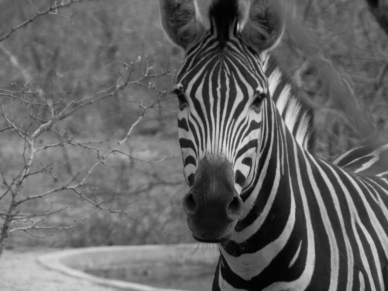 Zebra, Laukiniai, Afrikinis Zebras, Nemokamos Nuotraukos,  Nemokama Licenzija