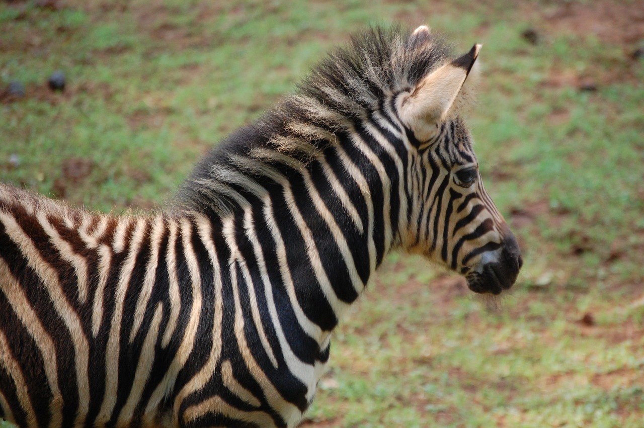 Zebra, Juostelė, Balta, Juoda, Modelis, Laukiniai, Gamta, Gyvūnas, Afrika, Safari