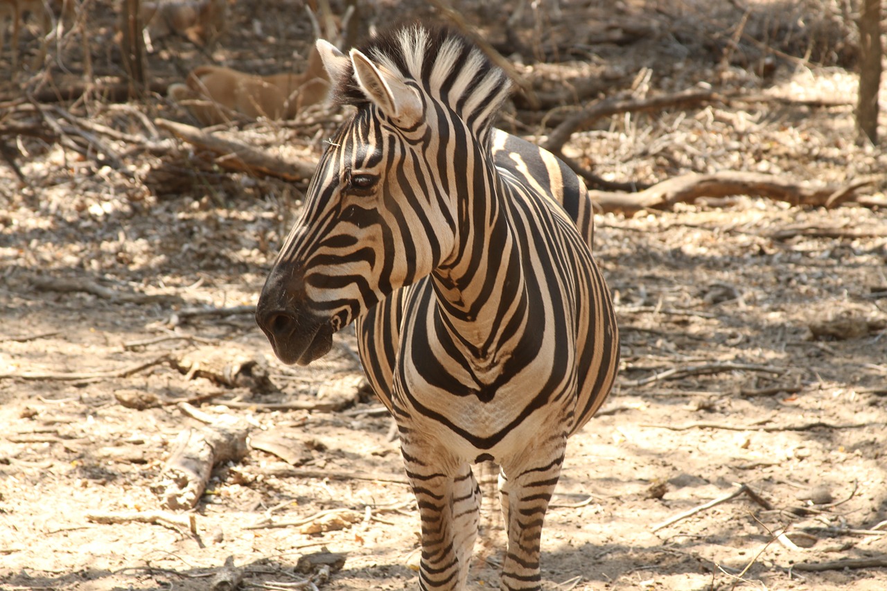 Zebra, Juostelės, Safari, Zoologijos Sodas, Gyvūnas, Laukinė Gamta, Laukiniai, Zoologija, Žinduolis, Rūšis