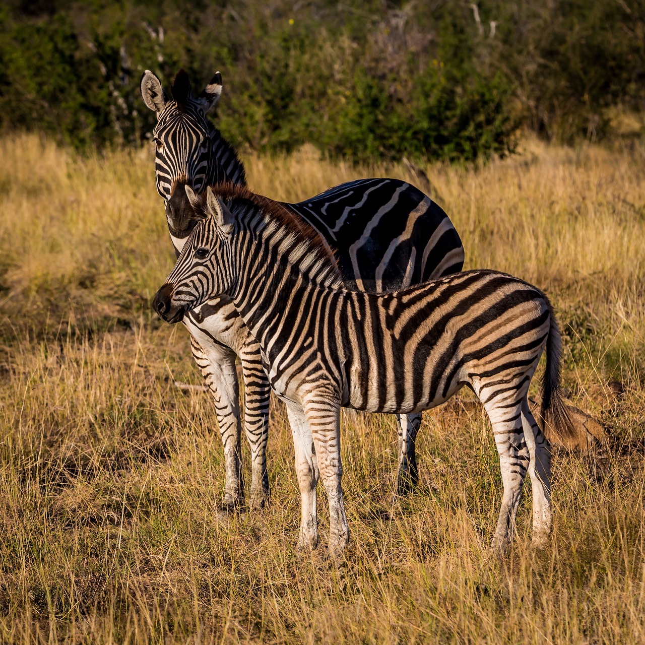 Zebra, Gyvūnas, Laukinė Gamta, Gamta, Lauke, Žalias, Žolė, Nemokamos Nuotraukos,  Nemokama Licenzija