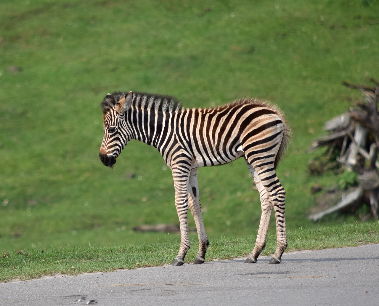 Zebra, Kūdikis, Mažas, Saldus, Nemokamos Nuotraukos,  Nemokama Licenzija