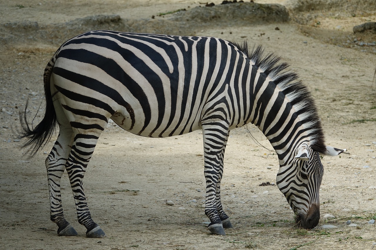 Zebra, Afrika, Safari, Nacionalinis Parkas, Laukinis Gyvūnas, Juostelės, Gyvūnas, Juoda Ir Balta, Zebra Juostelės, Pėsčiųjų Perėja