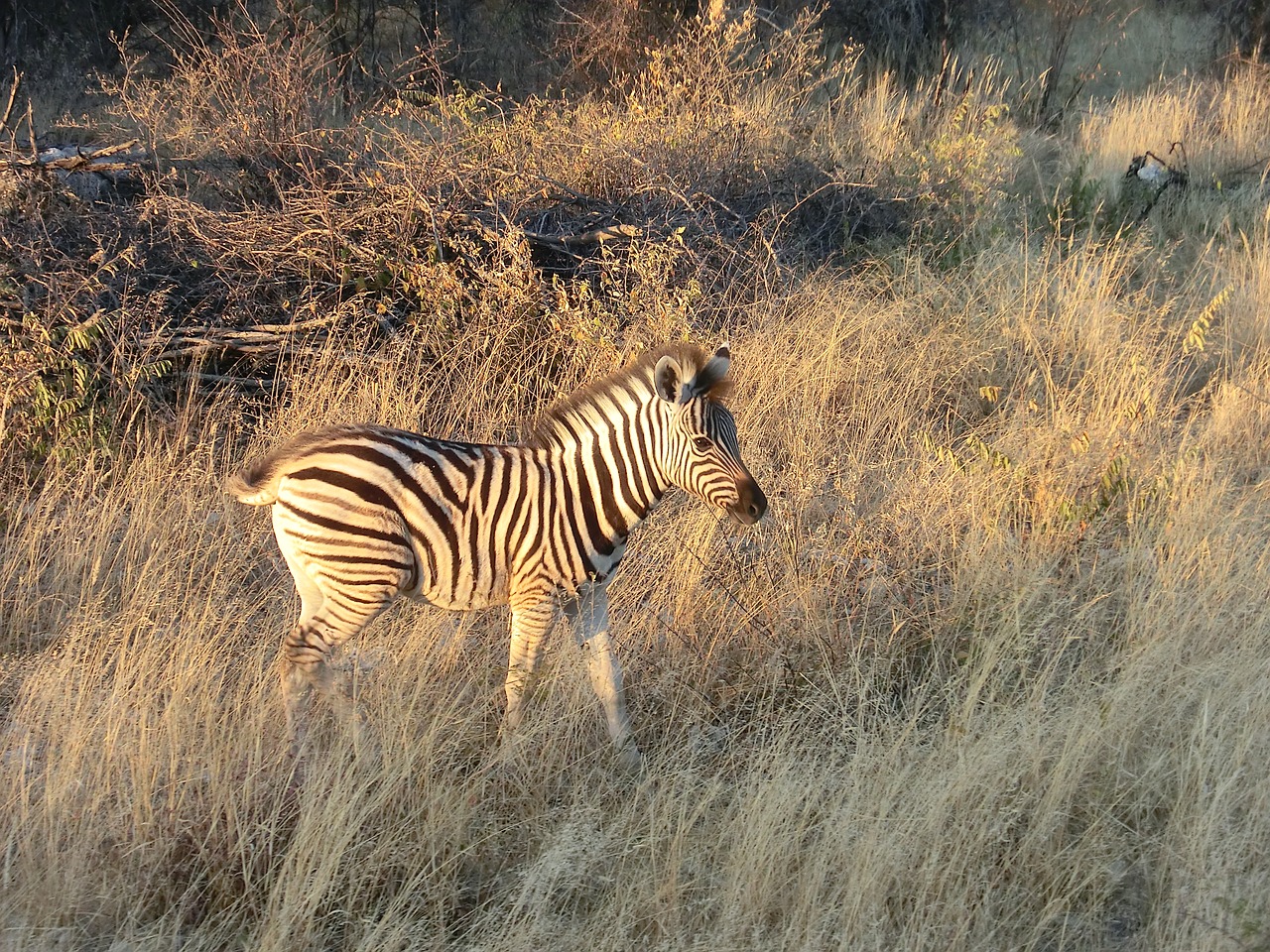 Zebra, Afrika, Safari, Nacionalinis Parkas, Laukinė Gamta, Namibija, Juoda Ir Balta, Vakaro Saulė, Pėsčiųjų Perėja, Gyvūnas