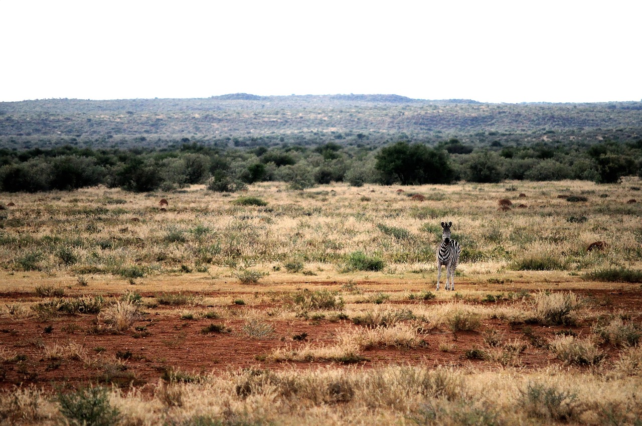 Zebra, Veld, Raudona, Dirvožemis, Žolė, Nemokamos Nuotraukos,  Nemokama Licenzija