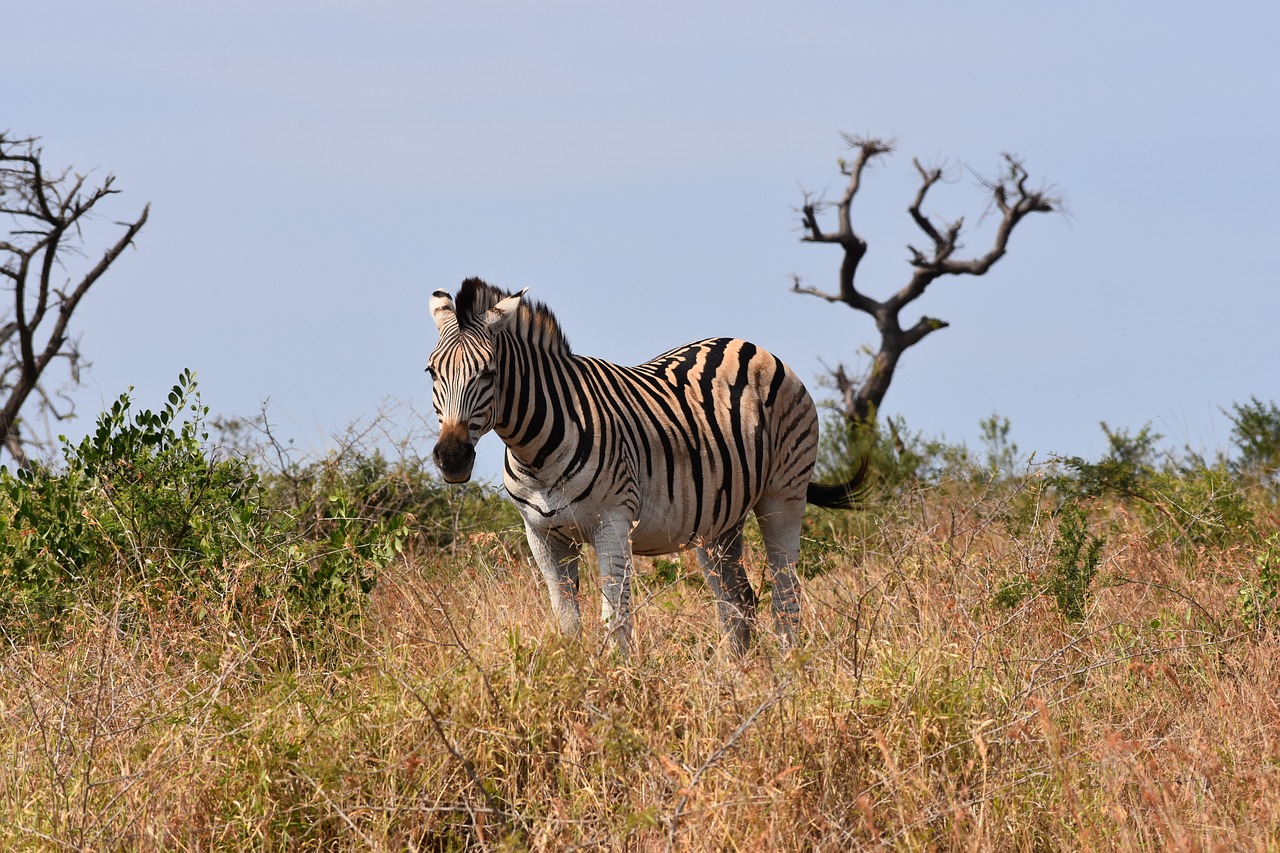 Zebra, Pietų Afrika, M, Parkas, Laukinė Gamta, Gamta, Lygumos, Žinduolis, Rezervas, Safari