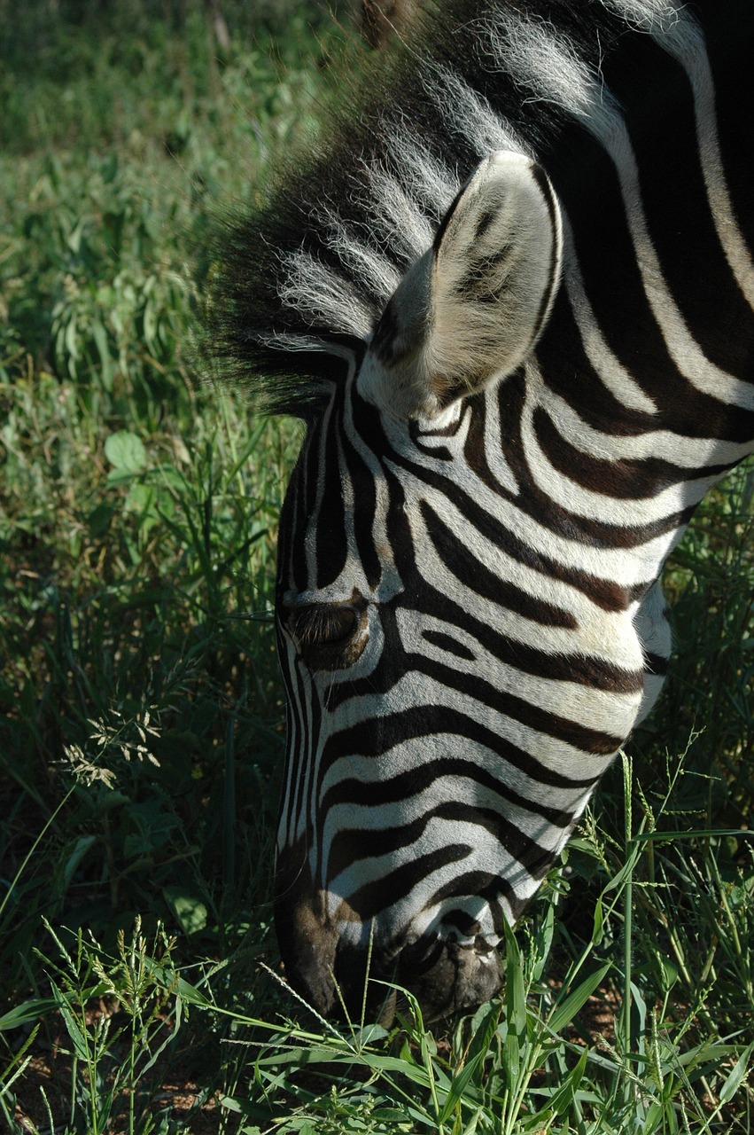 Zebra, Laukinė Gamta, Gyvūnas, Žinduolis, Safari, Afrika, Oda, Equus, Bandas, Žolė