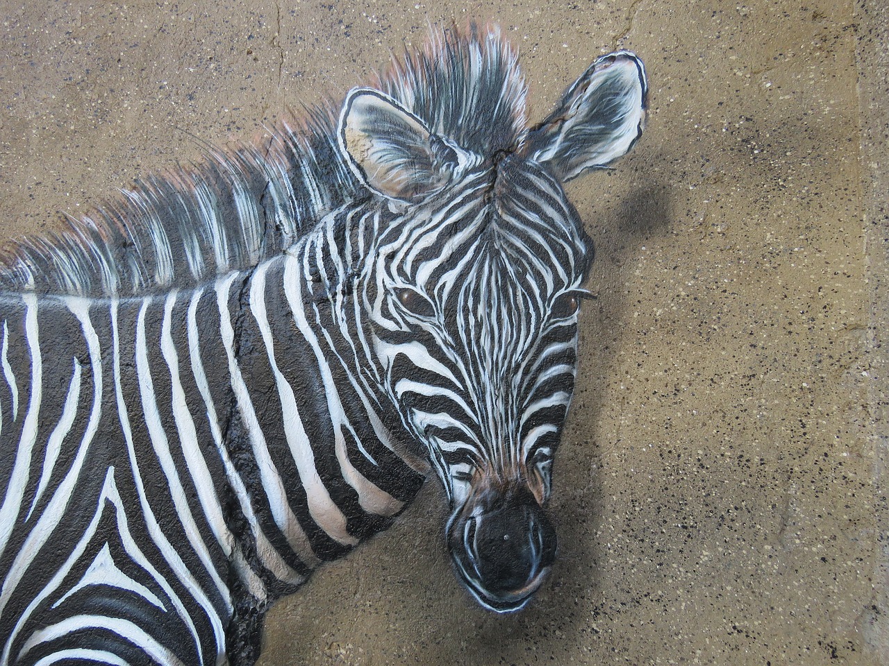 Zebra, Sienų Menas, Siena, Zoologijos Sodas, Berlynas, Lichtenberg, Vokietija, Gyvūnas, Gamta, Laukinės Gamtos Fotografija