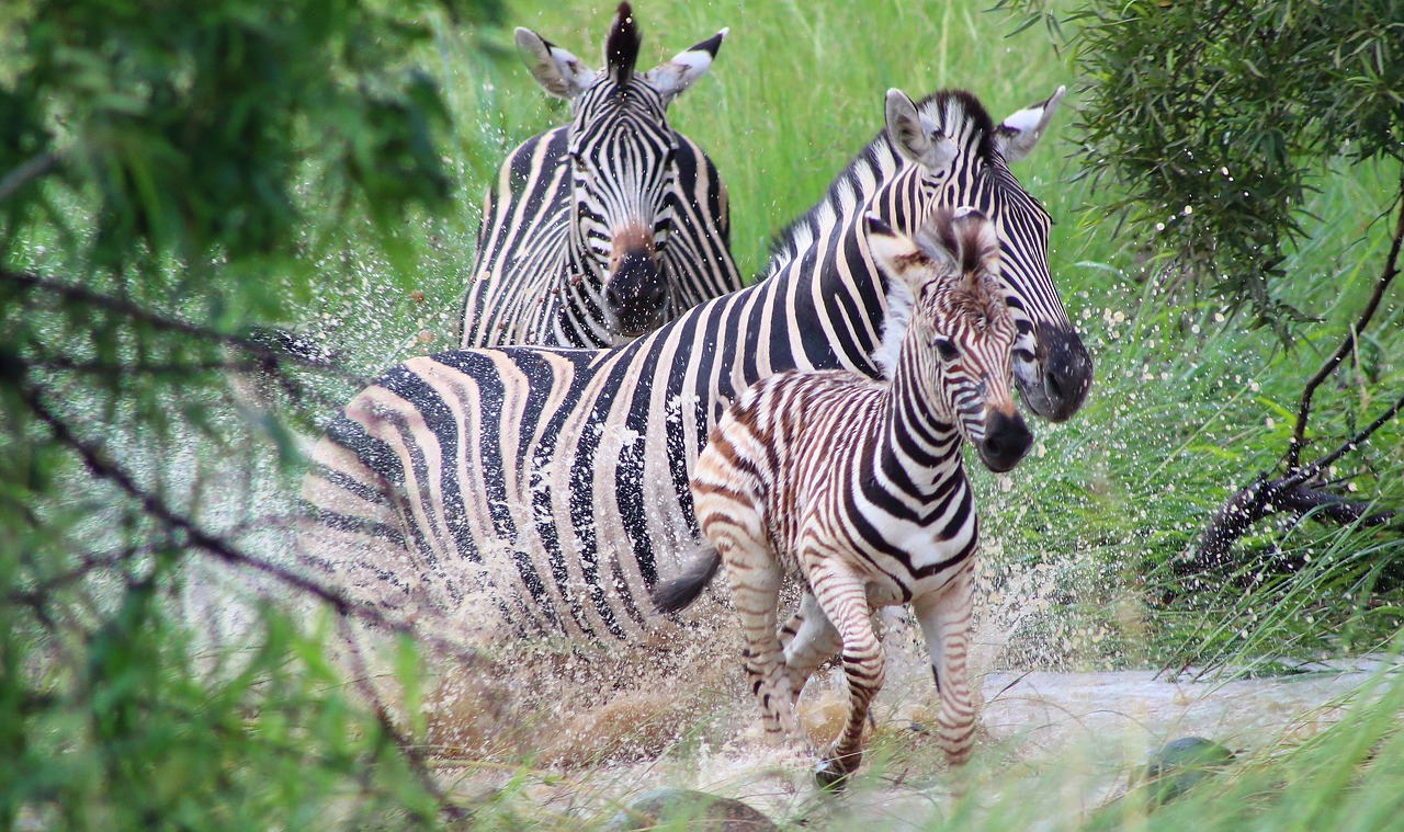 Zebra, Gyvūnas, Laukinė Gamta, Gamta, Afrikos, Safari, Nemokamos Nuotraukos,  Nemokama Licenzija