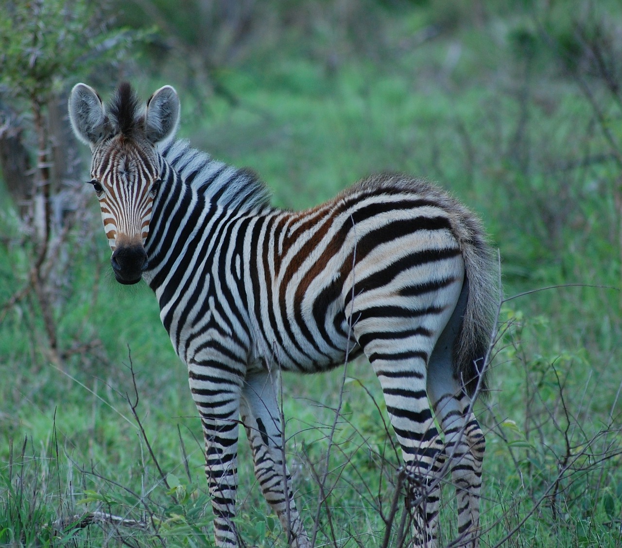 Zebra, Kūdikio Zebra, Afrika, Safari, Gyvūnas, Laukinė Gamta, Laukiniai, Zoologija, Žinduolis, Rūšis