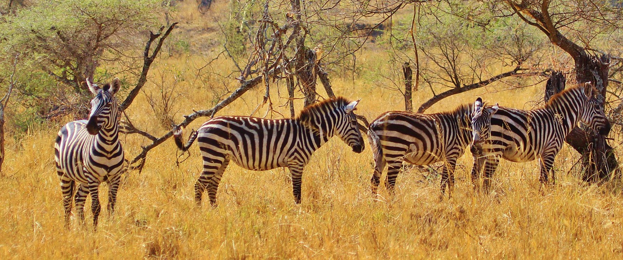 Zebra, Gyvūnas, Žinduolis, Zebras, Afrika, Safari, Serengeti, Tanzanija, Juostelės, Ganymas