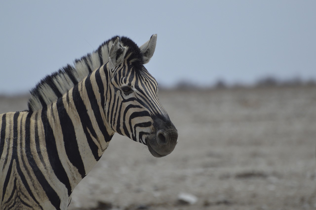 Zebra, Afrika, Nacionalinis Parkas, Laukinis Gyvūnas, Zebra Juostelės, Pėsčiųjų Perėja, Uždaryti, Juoda Balta, Gyvūnų Pasaulis, Nemokamos Nuotraukos
