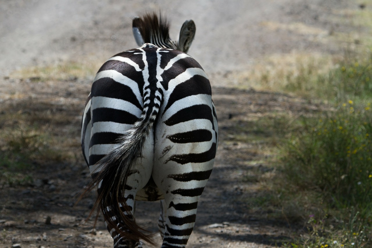 Zebra, Nacionalinis Parkas, Ežeras Nakuru, Afrika, Kenya, Gamta, Rytų Afrika, Safari, Žinduoliai, Lygumos Zebra