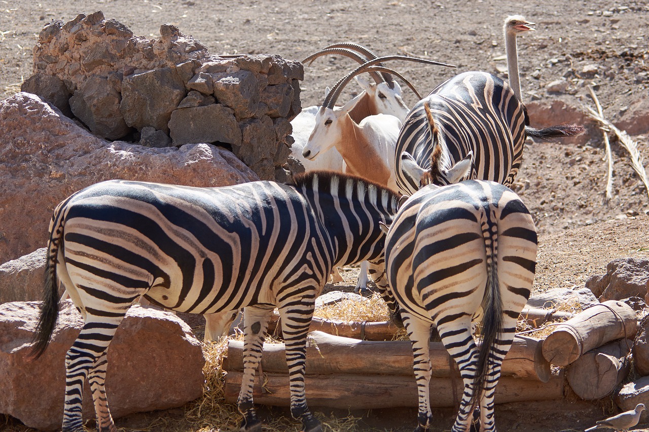 Zebra Uzpakalis Valgyti Juoda Ir Balta Zoologijos Sodas Nemokamos Nuotraukos Mediakatalogas Lt