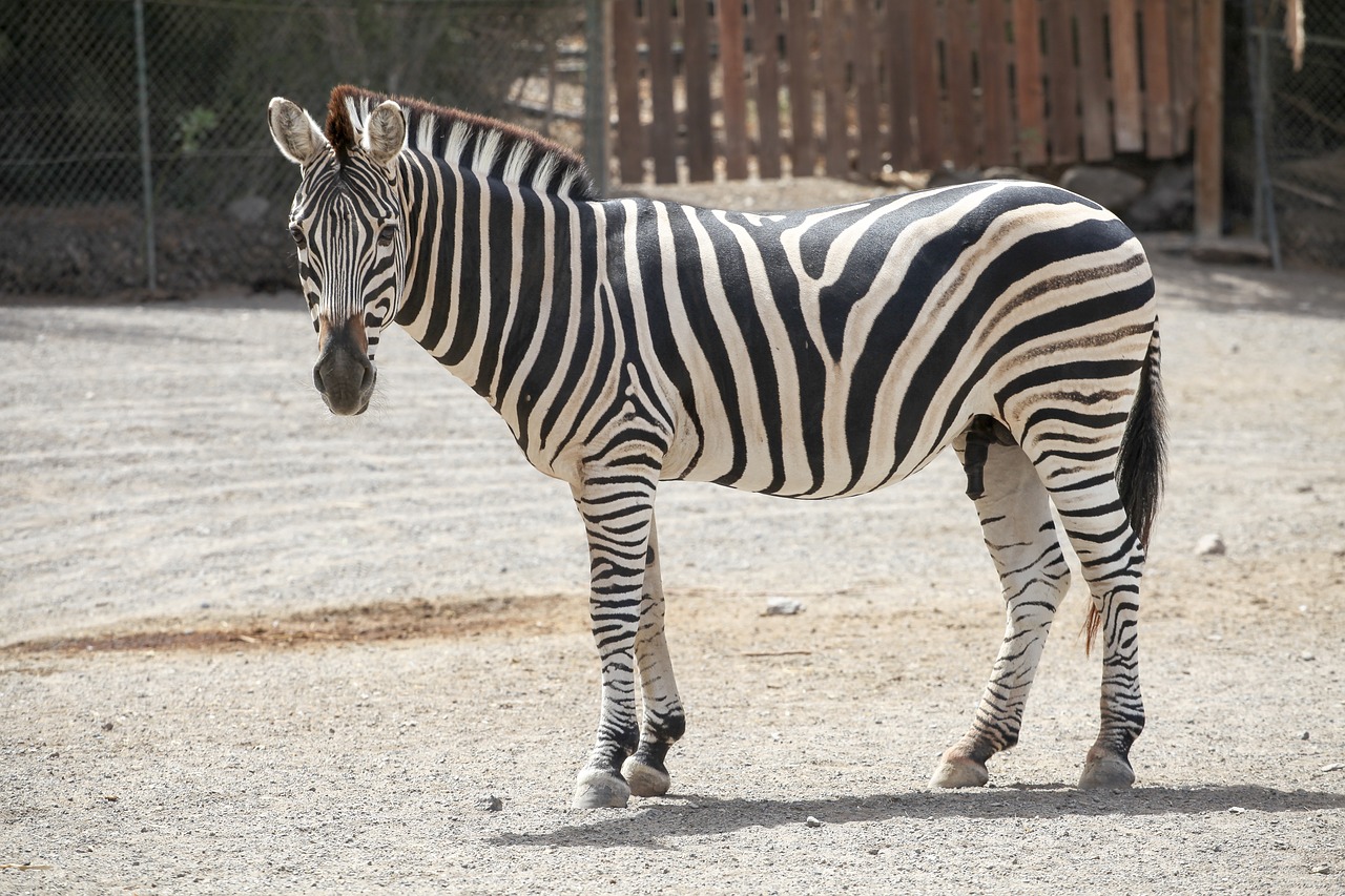 Zebra1818 записи. Зебра. Полосатые животные. Животное в полосочку.