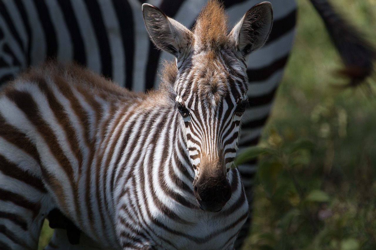 Zebra, Lygumos Zebra, Gyvūnai, Afrika, Žinduoliai, Safari, Rytų Afrika, Nacionalinis Parkas, Gamta, Kenya