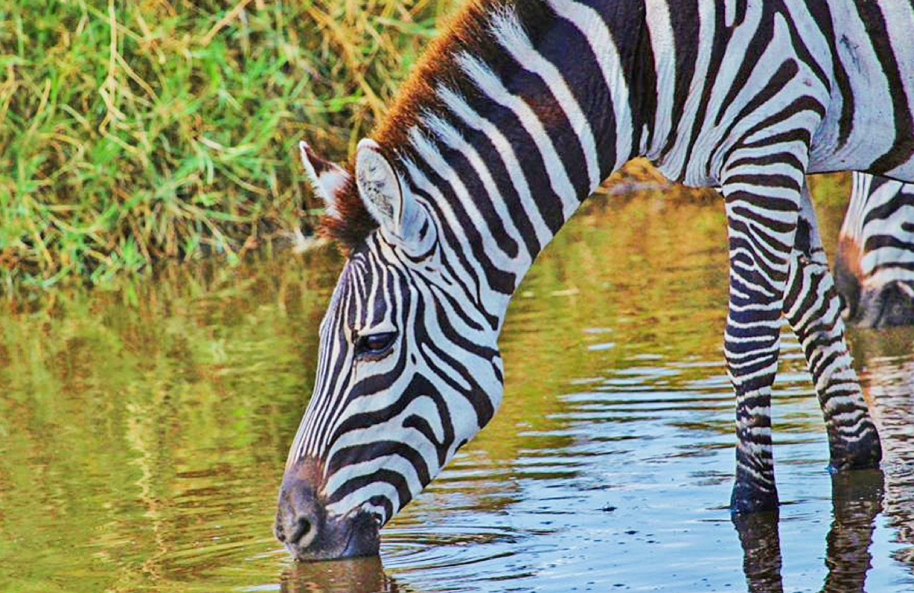 Zebra, Serengeti, Tanzanija, Safari, Gamtos Serengetis, Laukiniai, Gyvūnas, Gyvūnai, Laukinė Gamta, Gamta