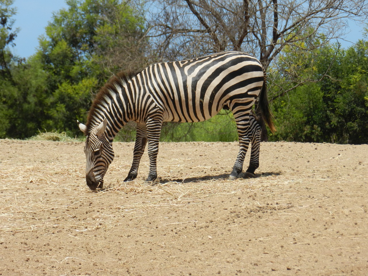 Zebra, Afrika, Zoologijos Sodas, Gyvūnas, Safari, Gamta, Tanzanija, Zebron, Afrikos, Saulė