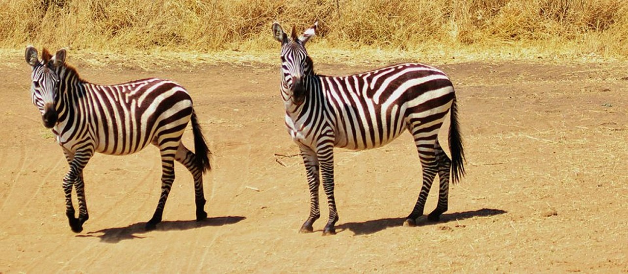 Zebra, Safari, Tanzanija, Gyvūnas, Kūdikio Zebra, Juokinga, Juostelės, Afrika, Serengeti, Gyvūnai