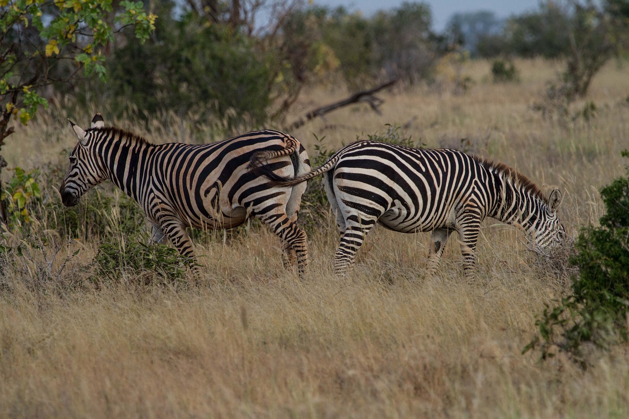 Zebra, Žinduolis, Afrika, Pėsčiųjų Perėja, Gyvūnai, Safari, Kenya, Rytų Afrika, Nacionalinis Parkas, Lygumos Zebra
