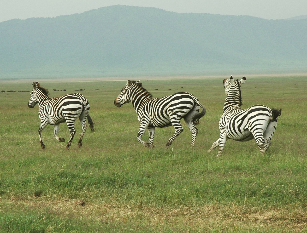 Zebra, Safari, Tanzanija, Gyvūnas, Laukinė Gamta, Laukiniai, Zoologija, Žinduolis, Rūšis, Dykuma