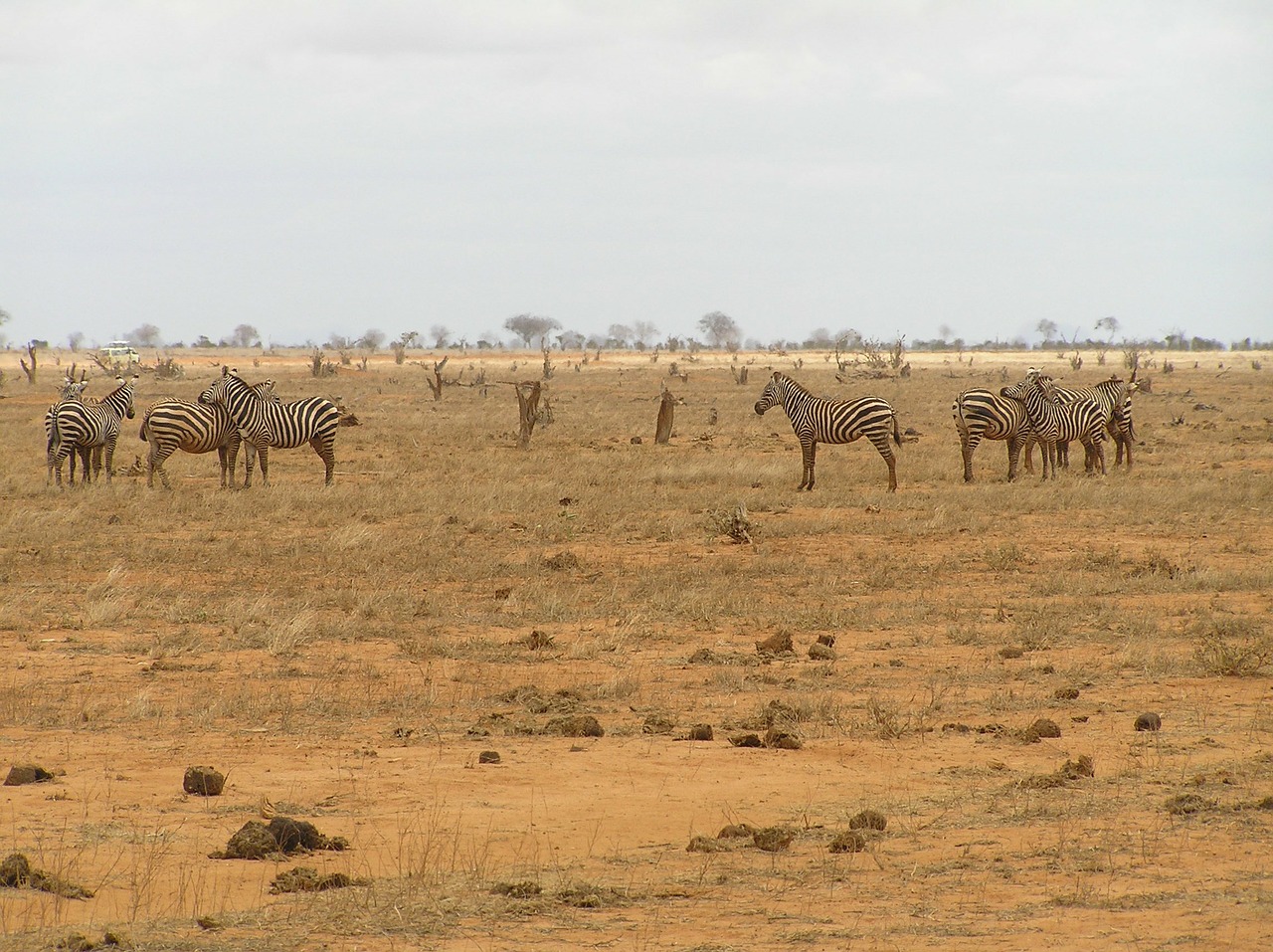 Zebra Gyvunai Pėsciųjų Perėja Laukinis Gyvunas Afrika Nemokamos Nuotraukos Mediakatalogas Lt