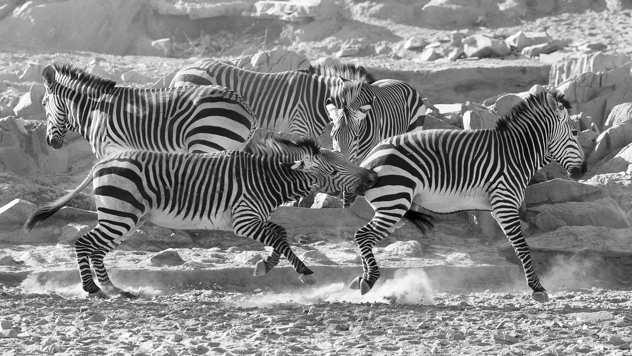 Zebra, Kalnų Zebra, Namibija, Dykuma, Kopos, Sausas, Afrika, Namib, Nemokamos Nuotraukos,  Nemokama Licenzija