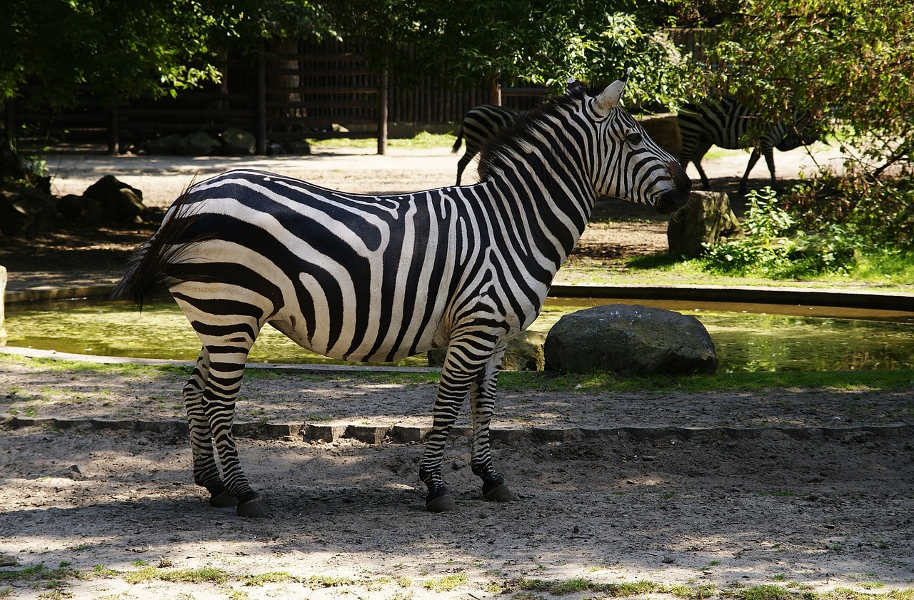 Zebra, Žinduolis, Gyvūnai, Zoologijos Sodas, Žinduoliai, Nemokamos Nuotraukos,  Nemokama Licenzija