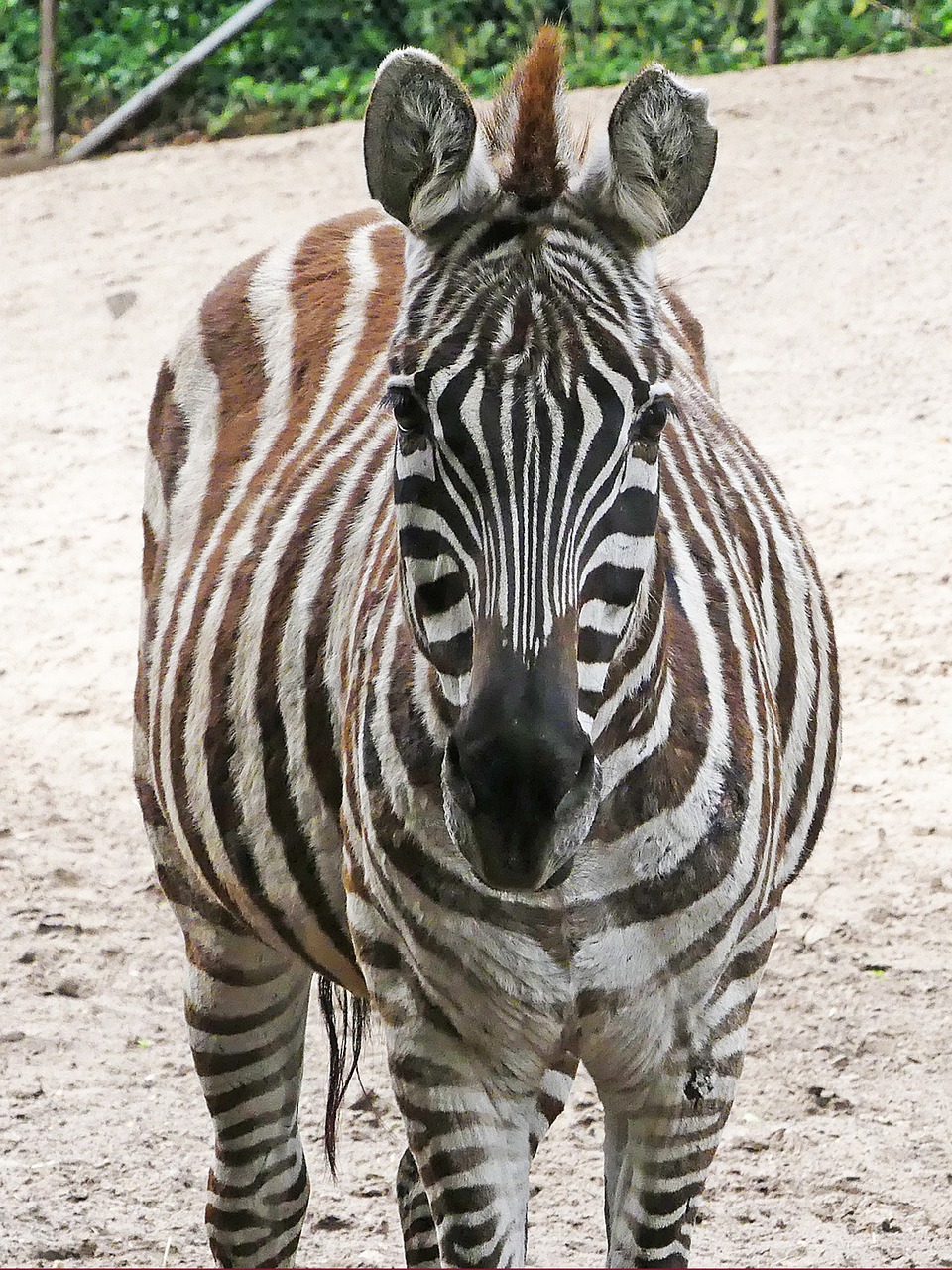 Zebra, Zoologijos Sodas, Juoda Ir Balta, Gamta, Nemokamos Nuotraukos,  Nemokama Licenzija