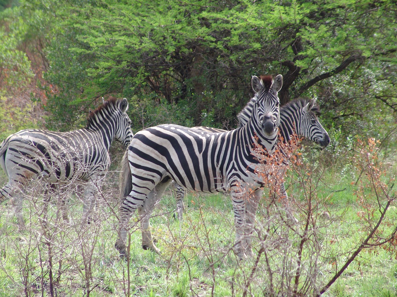 Zebra, Wow Afrika, Afrika, Lygumos, Žaidimas, Safari, Laukinė Gamta, Žinduolis, Gyvūnas, Kruger