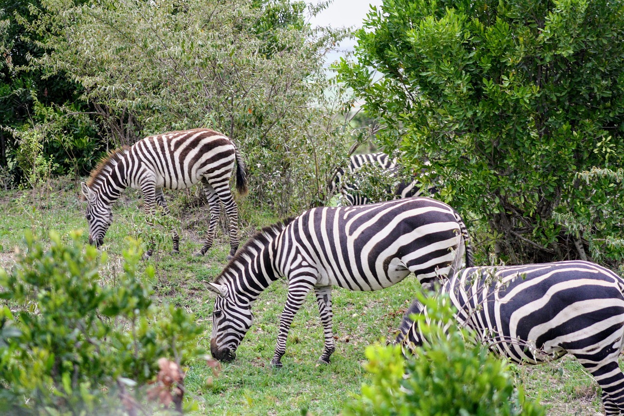 Zebra, Ganymas, Gamta, Laukinė Gamta, Afrika, Safari, Kenya, Ganyti, Masai Mara, Parkas