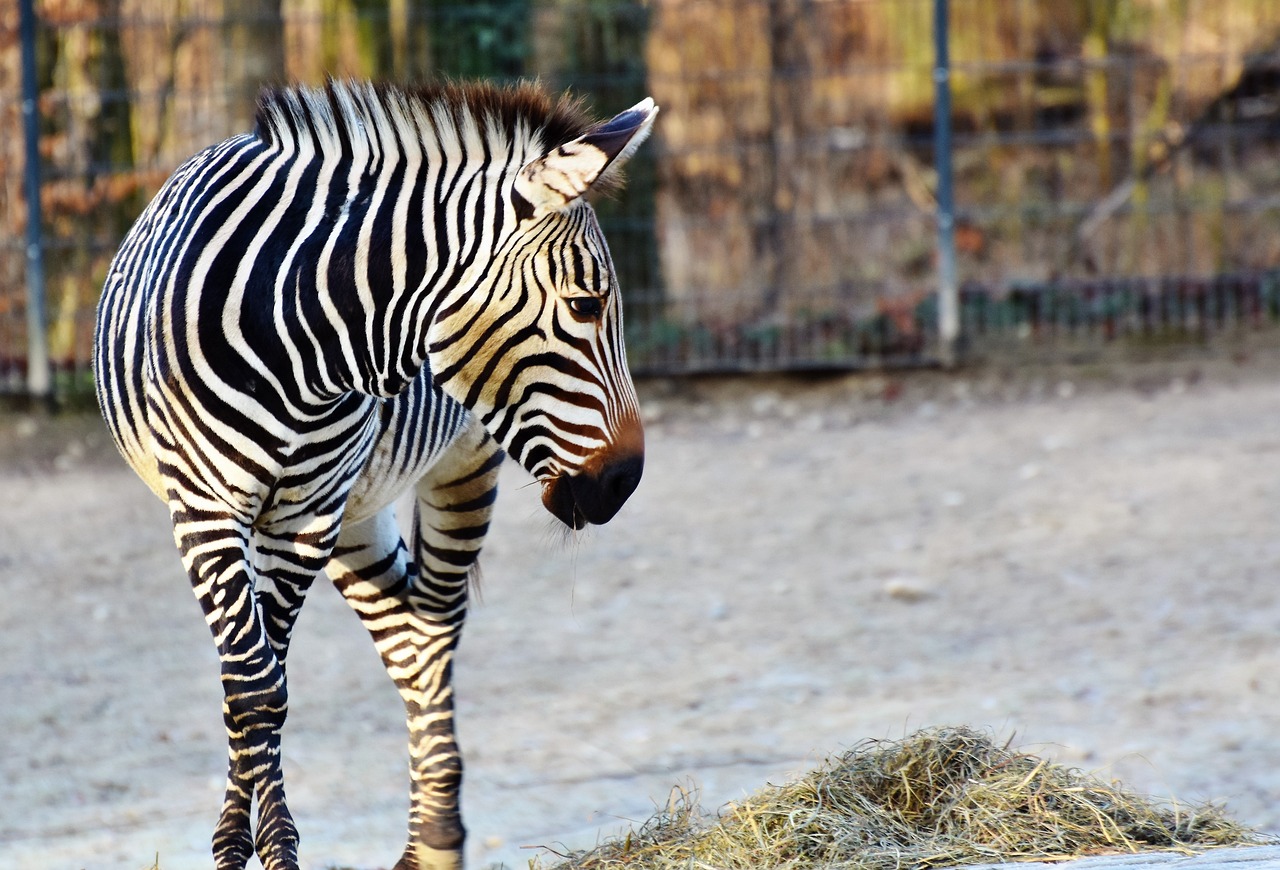Zebra, Pėsčiųjų Perėja, Juoda Ir Balta, Juostelės, Dryžuotas, Laukinis Gyvūnas, Afrika, Gyvūnas, Safari, Zoologijos Sodas