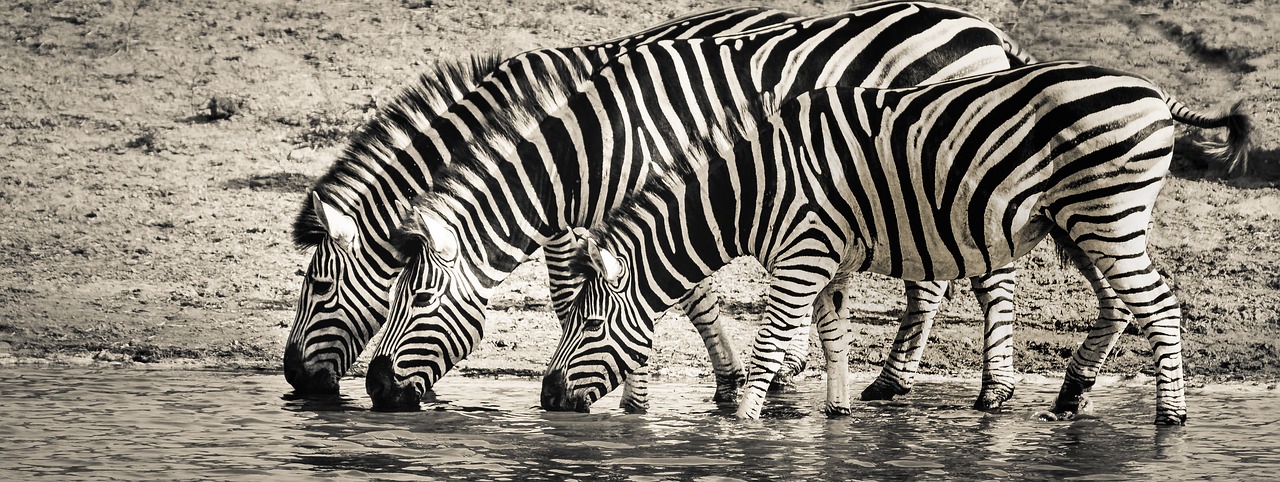 Zebra, Safari, Laukinė Gamta, Savanna, Gamta, Monotoniškas, Nemokamos Nuotraukos,  Nemokama Licenzija
