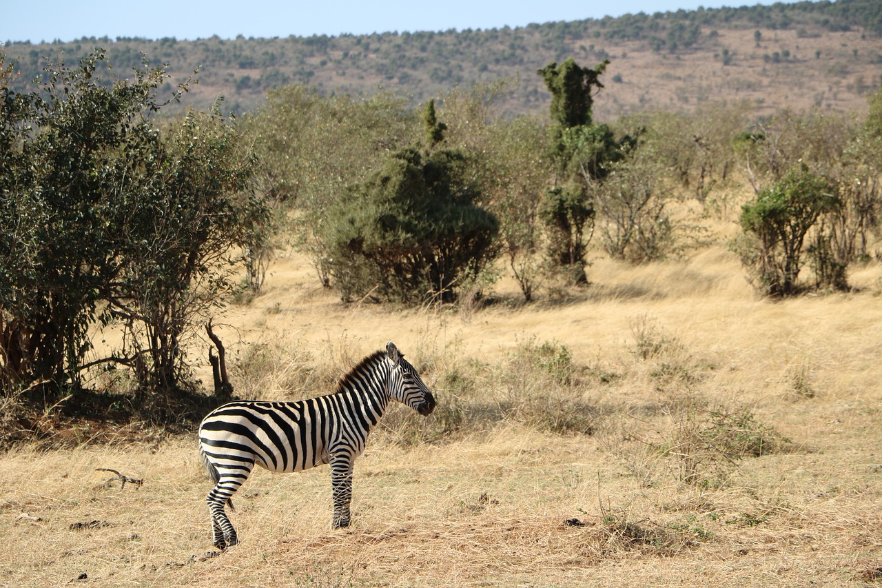 Zebra, Safari, Savanna, Gamta, Laukiniai, Laukinė Gamta, Rezervas, Serengeti, Gyvūnas, Kelionė