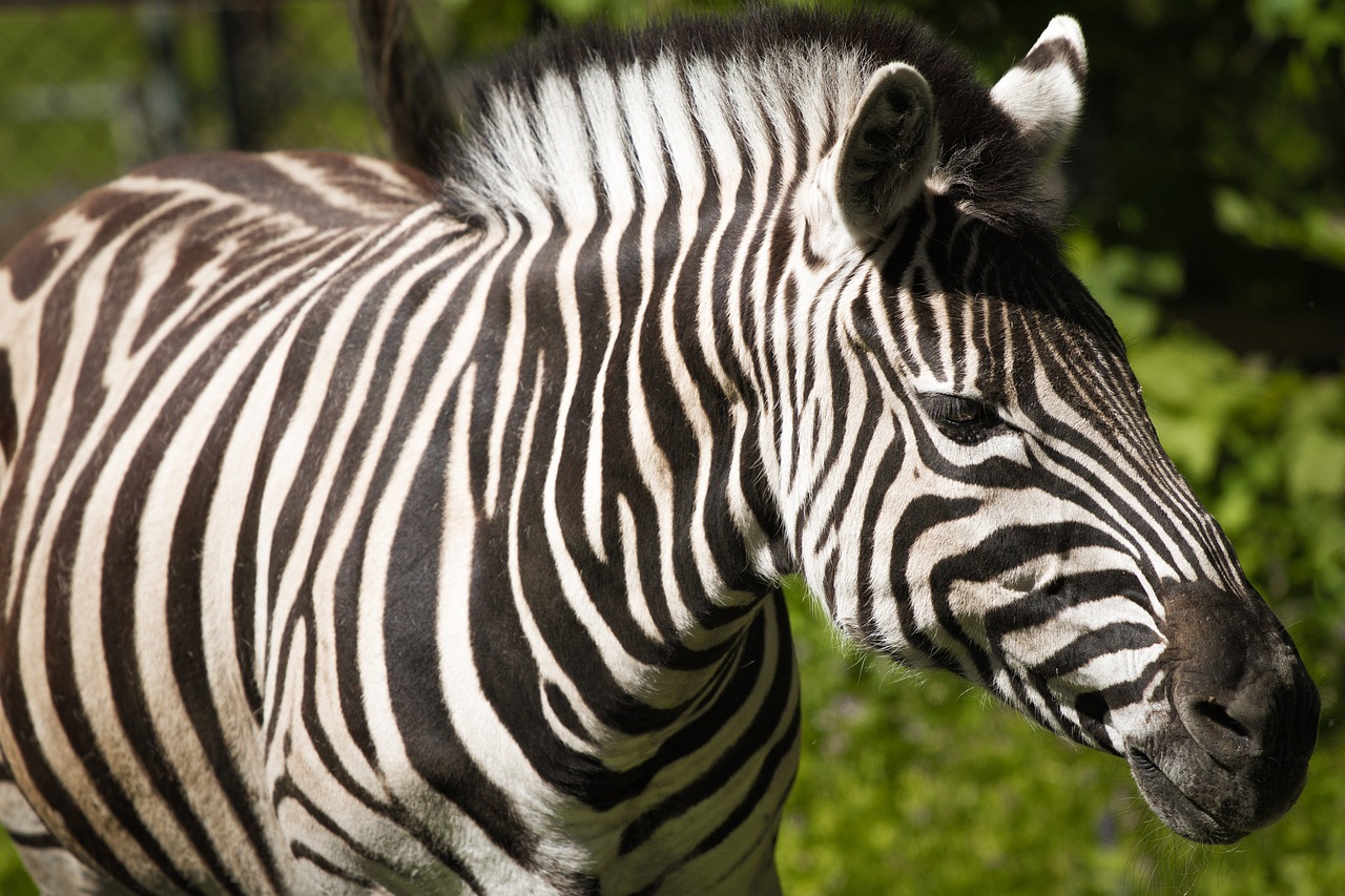 Zebra, Gyvūnų Pasaulis, Gamta, Kankinti, Gyvūnas, Nemokamos Nuotraukos,  Nemokama Licenzija